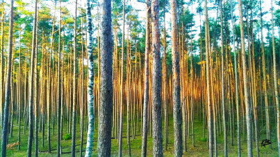 Kampinos 1