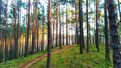 Kampinos 2
